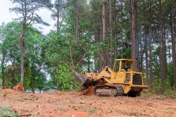 Trees Clearing in Everett