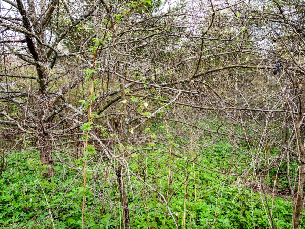 Underbrush Clearing in Everett