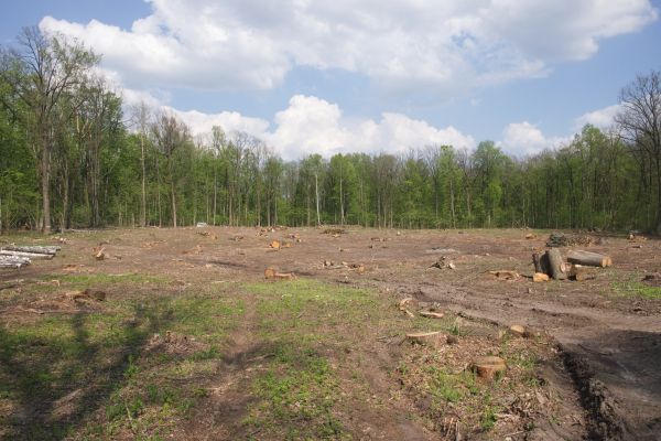 Cost of Pasture Clearing in Everett