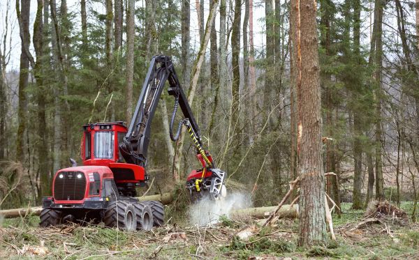 Forest Clearance Service in Everett