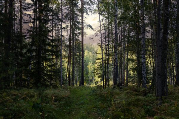 Cost of Pine Tree Clearing in Everett