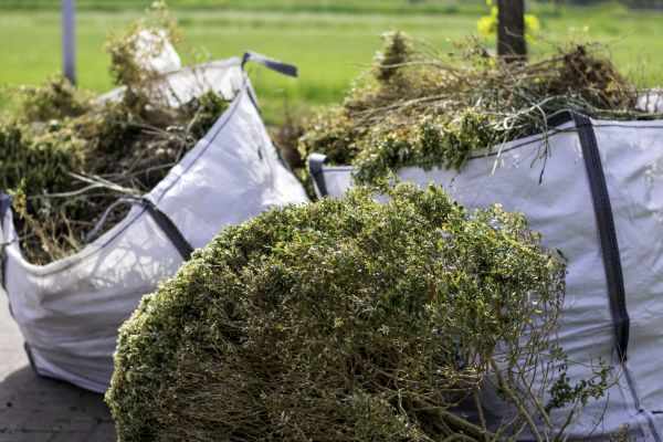Bushes Clearing in Everett