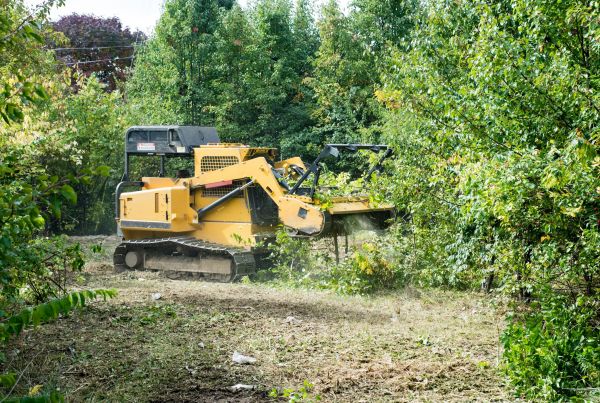 Pathway Clearing in Everett
