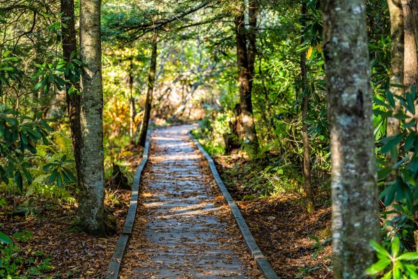 Trail Clearing in Everett