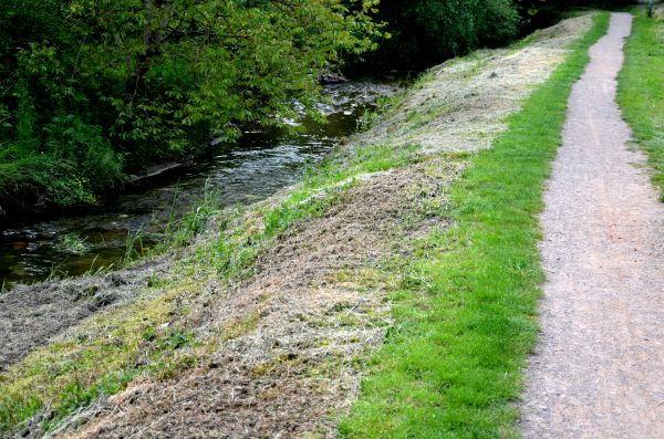 Cost of Trail Cutting in Everett